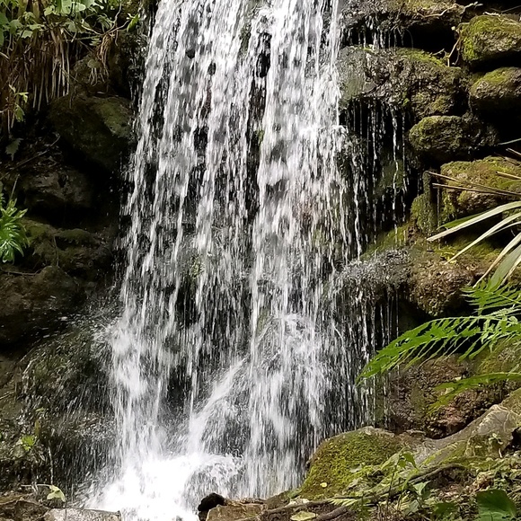 Meet your Posher, Rex - Picture 1 of 1